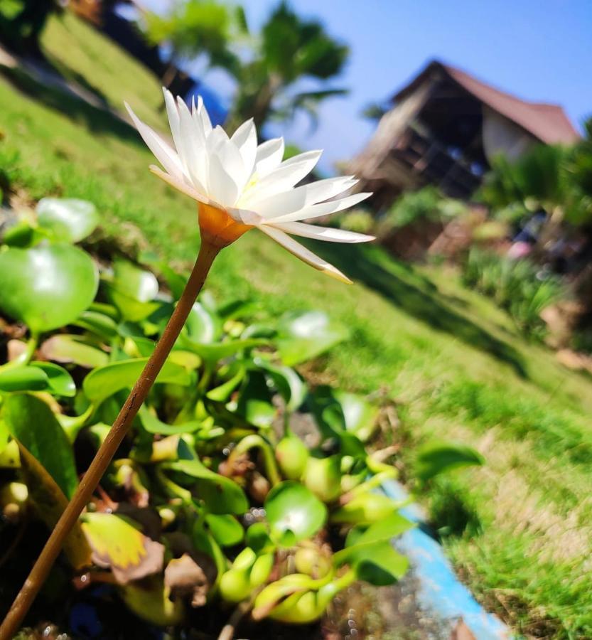 Lotus Sutra Hotel Arambol Exterior foto